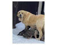 Španělský mastin- nabízíme štěňátka k odběru po 20.lednu