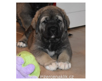 Španělský mastin- nabízíme štěňátka k odběru po 20.lednu
