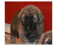 Španělský mastin- nabízíme štěňátka k odběru po 20.lednu