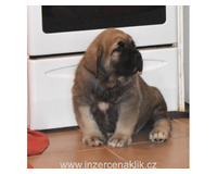 Španělský mastin- nabízíme štěňátka k odběru po 20.lednu