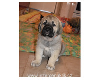 Španělský mastin- nabízíme štěňátka k odběru po 20.lednu