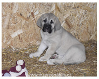 Španělský mastin-štěňátka- krásné fenky k odběru