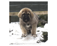 Španělský mastin-štěňátka- krásné fenky k odběru