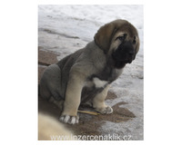 Španělský mastin-štěňátka- krásné fenky k odběru