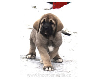 Španělský mastin-štěňátka- krásné fenky k odběru