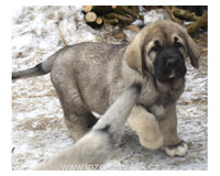 Španělský mastin-štěňátka- krásné fenky k odběru