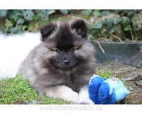 Německý špic vlčí / keeshond prodám štěňata s PP