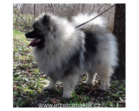 Německý špic vlčí / keeshond prodám štěňata s PP
