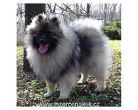 Německý špic vlčí / keeshond prodám štěňata s PP
