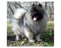 Německý špic vlčí / keeshond prodám štěňata s PP