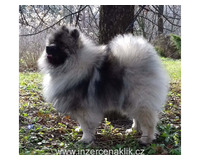 Německý špic vlčí / keeshond prodám štěňata s PP