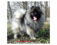 Německý špic vlčí / keeshond prodám štěňata s PP