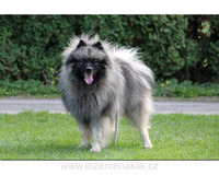 Německý špic vlčí / keeshond prodám štěňata s PP