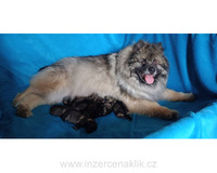 Německý špic vlčí / keeshond prodám štěňata s PP