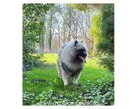 Německý špic vlčí / keeshond prodám štěňata s PP