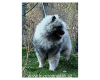 Německý špic vlčí / keeshond prodám štěňata s PP