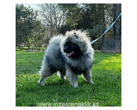 Německý špic vlčí / keeshond prodám štěňata s PP