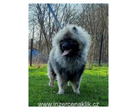Německý špic vlčí / keeshond prodám štěňata s PP