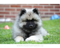 Německý špic vlčí / keeshond prodám štěňata s PP