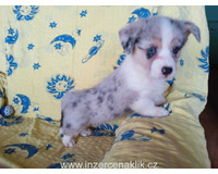 Welsh Corgi -  pejsek