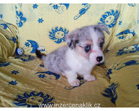 Welsh Corgi -  pejsek
