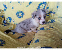 Welsh Corgi -  pejsek