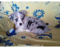 Welsh Corgi -  pejsek