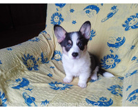 Welsh Corgi-fenečka