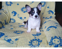 Welsh Corgi-fenečka