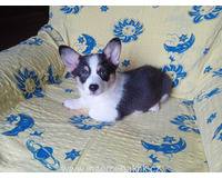 Welsh Corgi-fenečka