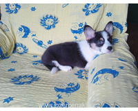 Welsh Corgi-fenečka