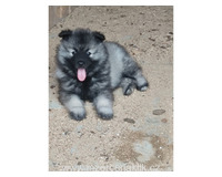 Německý vlčí špic Keeshond