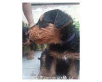 Erdelterrier-Airedale terrier s PP