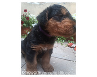 Erdelterrier-Airedale terrier s PP