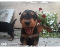 Erdelterrier-Airedale terrier s PP