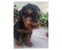 Erdelterrier-Airedale terrier s PP