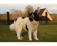 Landseer