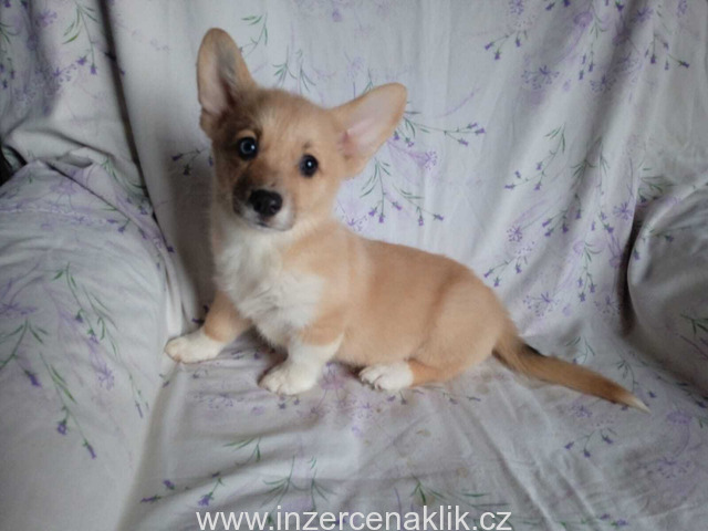 Welsh Corgi-fenečka Welsh Corgi-fenečka