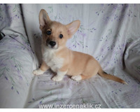 Welsh Corgi-fenečka