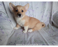 Welsh Corgi-fenečka Welsh Corgi-fenečka