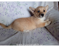 Welsh Corgi-fenečka Welsh Corgi-fenečka