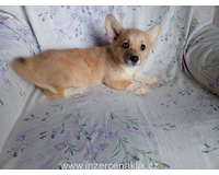 Welsh Corgi-fenečka Welsh Corgi-fenečka