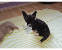 Welsh Corgi-fenečka a pejsek