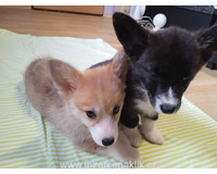 Welsh Corgi-fenečka a pejsek