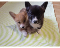 Welsh Corgi-fenečka a pejsek