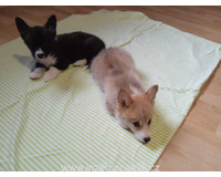 Welsh Corgi-fenečka a pejsek