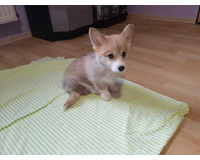 Welsh Corgi-fenečka a pejsek