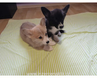 Welsh Corgi-fenečka a pejsek